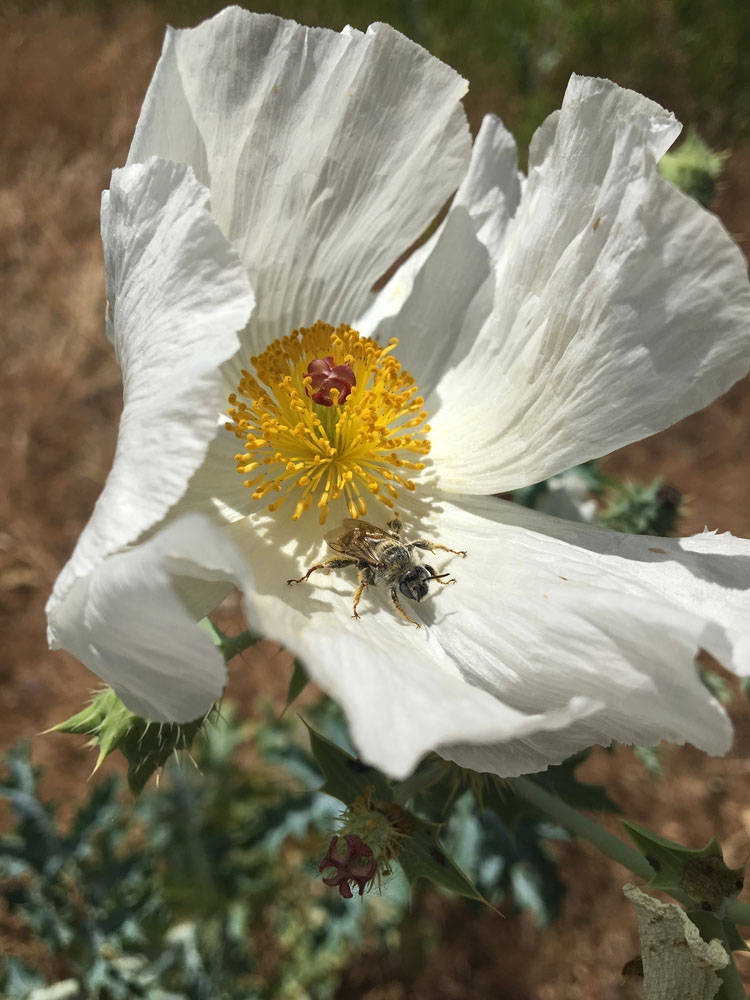 pollinator