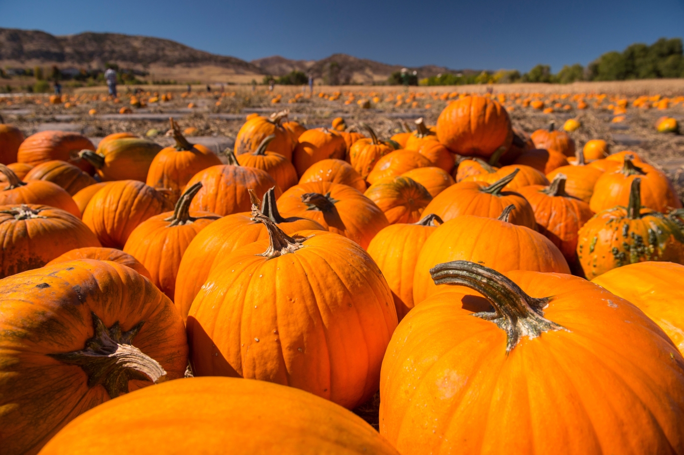 Pumpkin Festival Denver Botanic Gardens