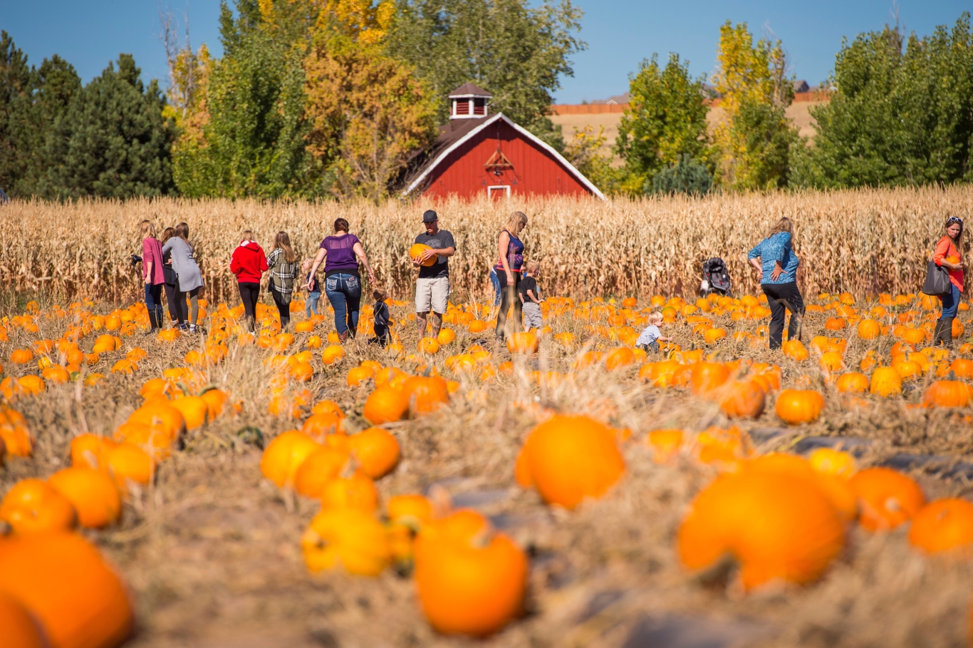 Pumpkin Festival Denver Botanic Gardens new-hampshire-pumpkin-festival-laconia-nh-hobo-railroad