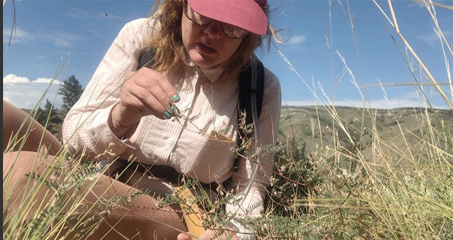 Seed collecting