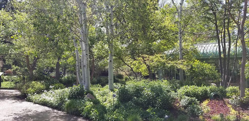 Shade garden