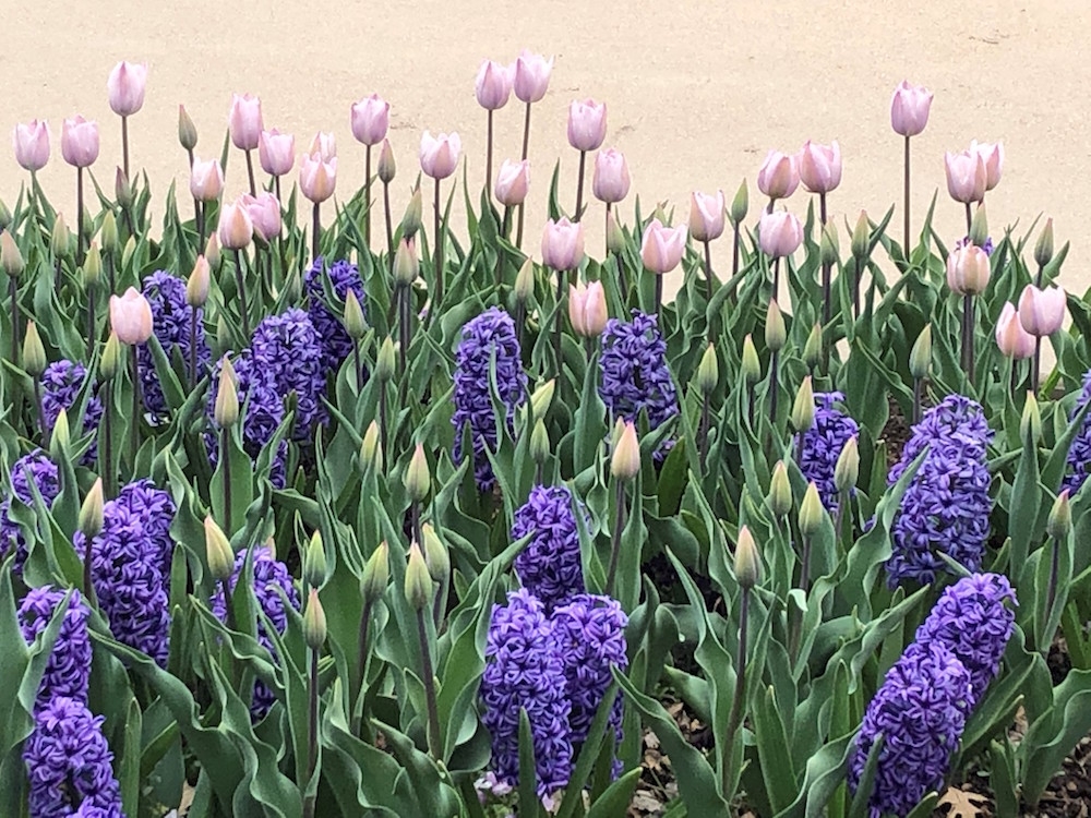 Lilac-colored ones are 'Silver Cloud' tulips pictured with 'Blue Jacket 'Hyacinths. Purple and orange mix are called Merry Go Round.
