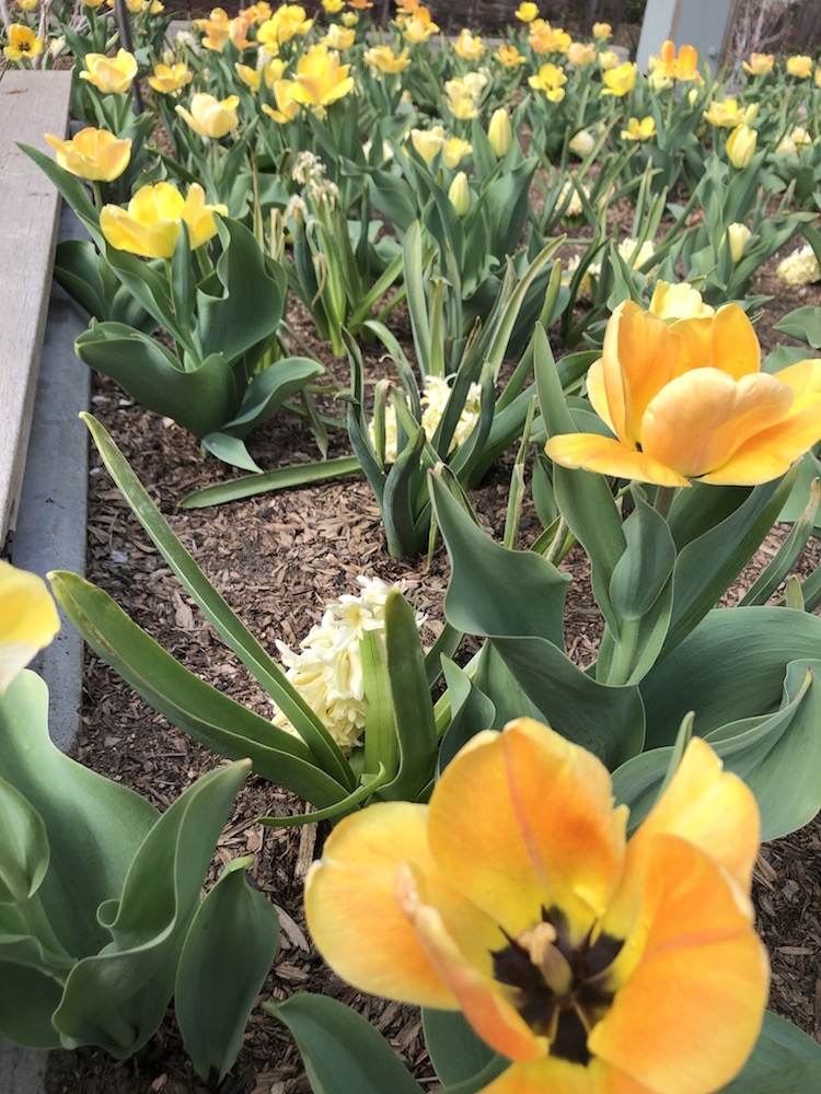 Darwin hybrid tulips called ‘Daydream’