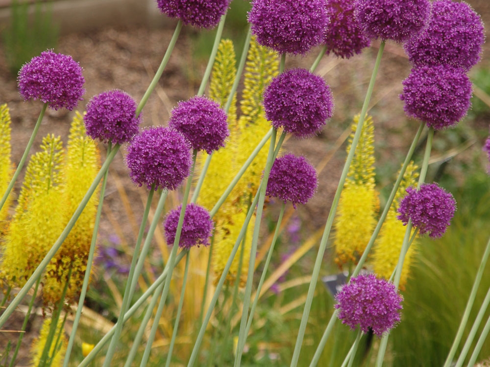 Foxtail lilies (Eremurus) and ornamental onions (Allium)