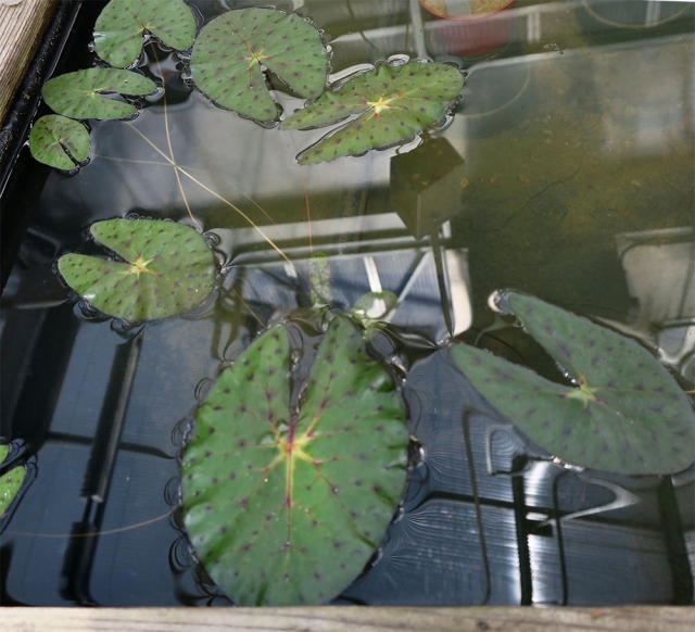 Gorgon Plant Euryale ferox