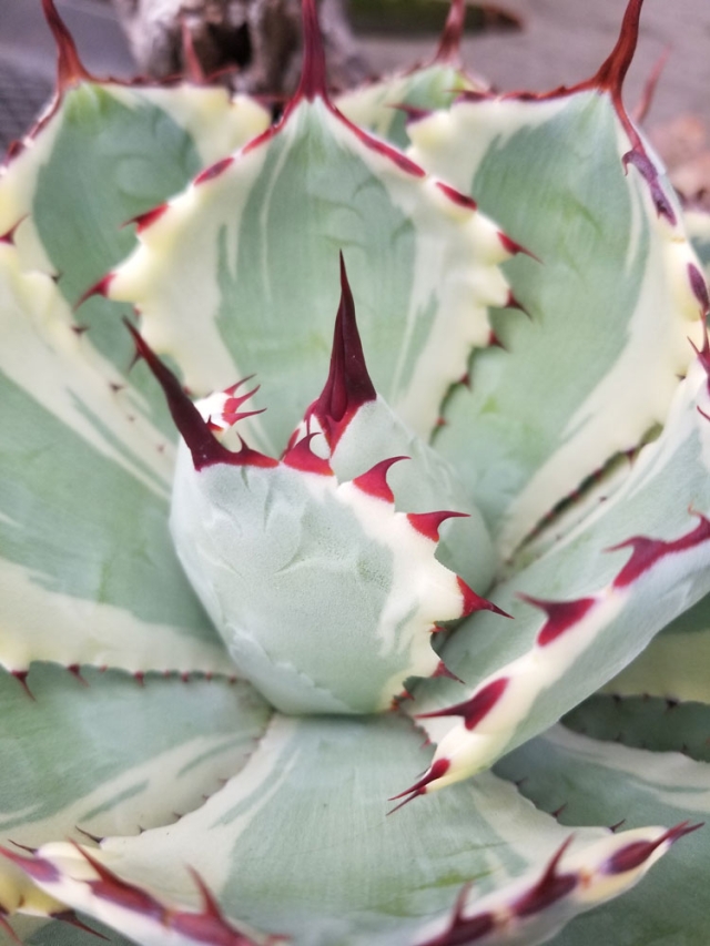 Agave Kissho Kan
