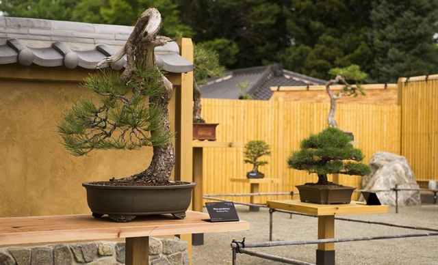 Bill Hosokawa Bonsai Pavilion and Tea Garden