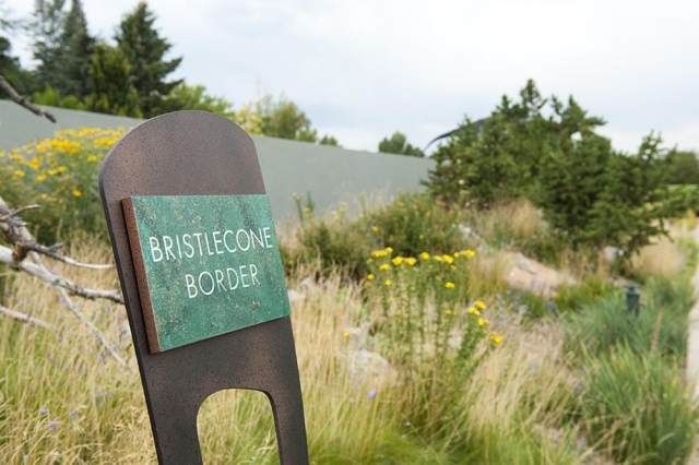 Bristlecone Border