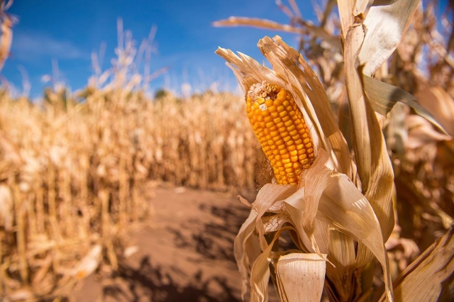 Corn Maze