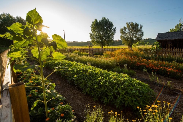 Janice Ford Memorial Dye Garden