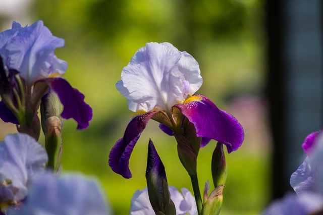 Iris Garden