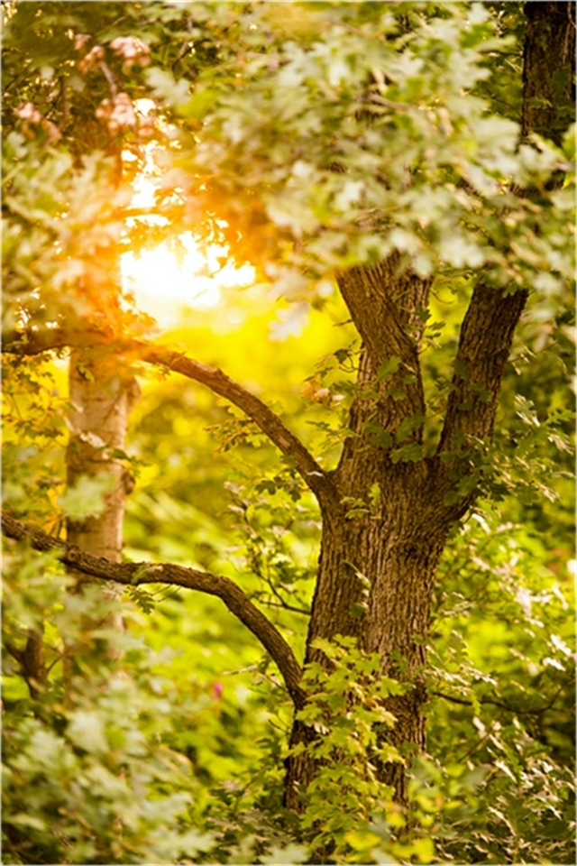 midsummer_nights_gallery_2.jpg