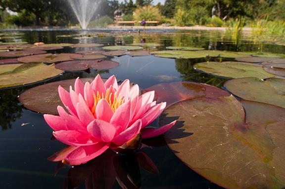 Monet Pool