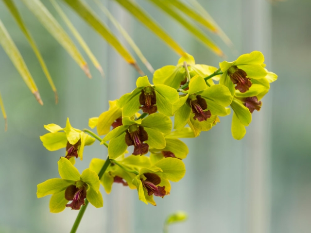 ORCHID1