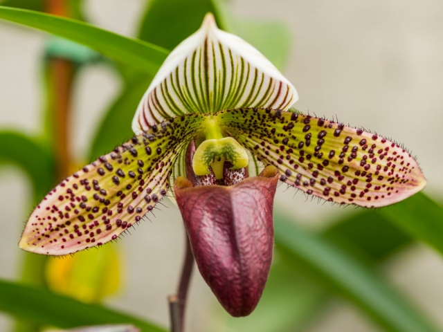 ORCHID1