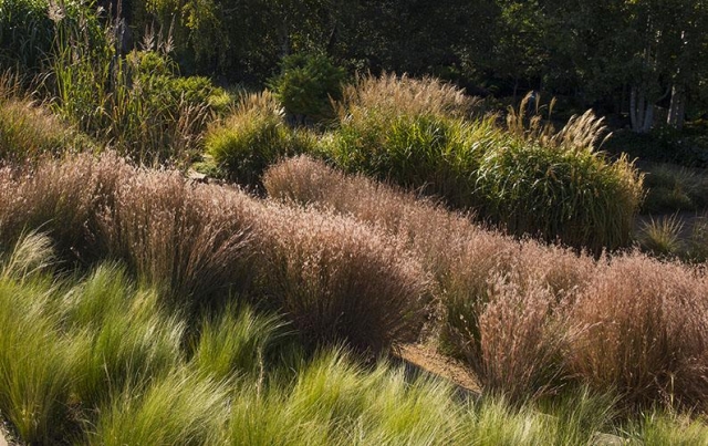 Ornamental Grasses Garden