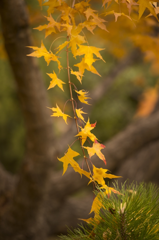 seasonaldiscoveries_gallery_3_updated.jpg