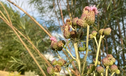 Canada thistle