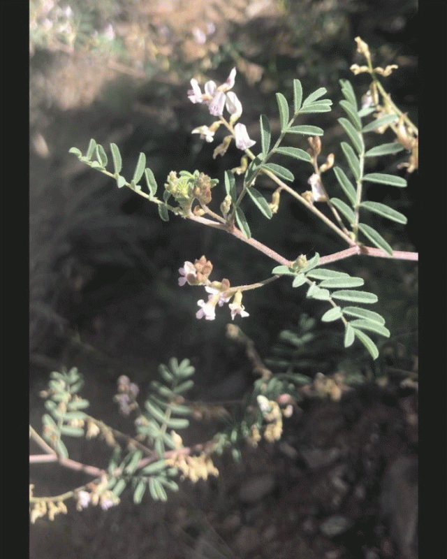 astragalus-microcymbus-plantwithflowers_gallery.gif