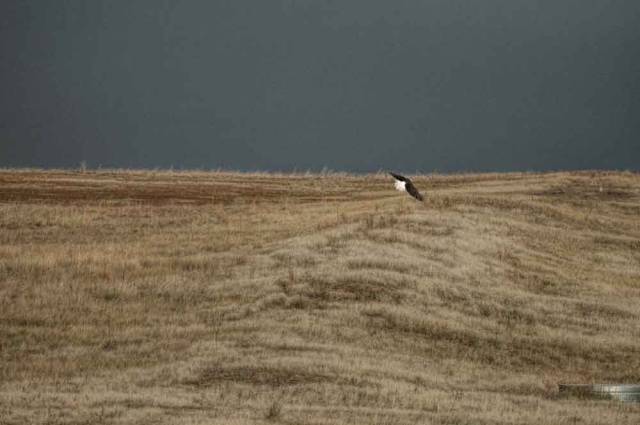 bald eagle flying over plains conservation center