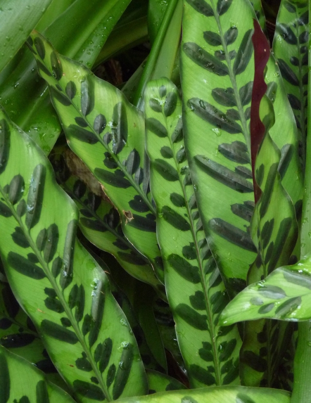 Calathea lancifolia Calathea lancifolia