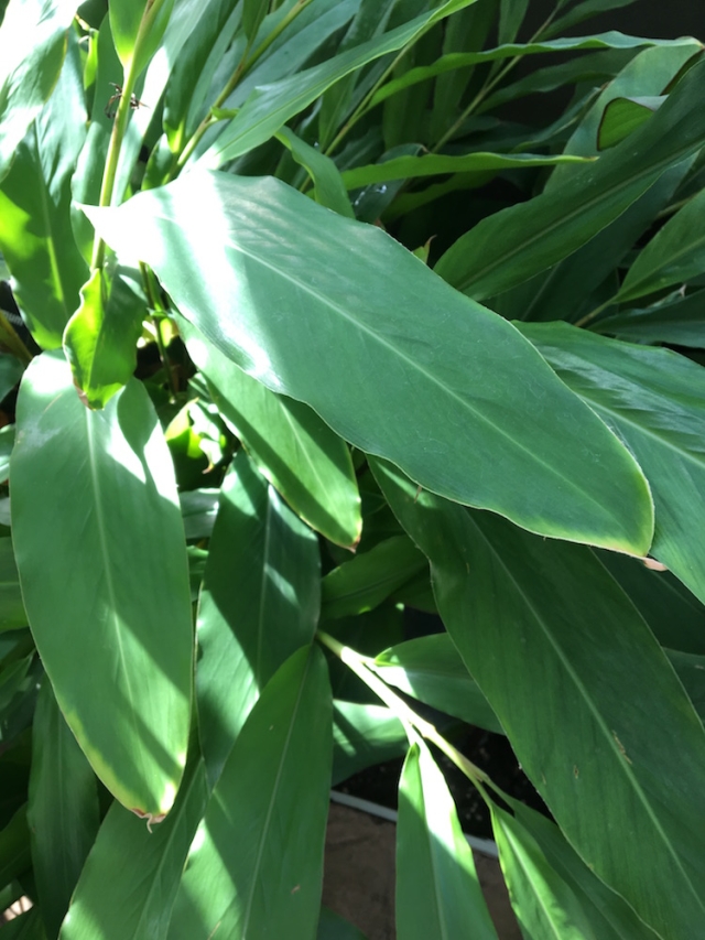 cardamom