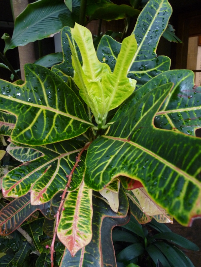 Codiaeum variegatum var. pictum, also known as croton Codiaeum variegatum var. pictum, also known as croton
