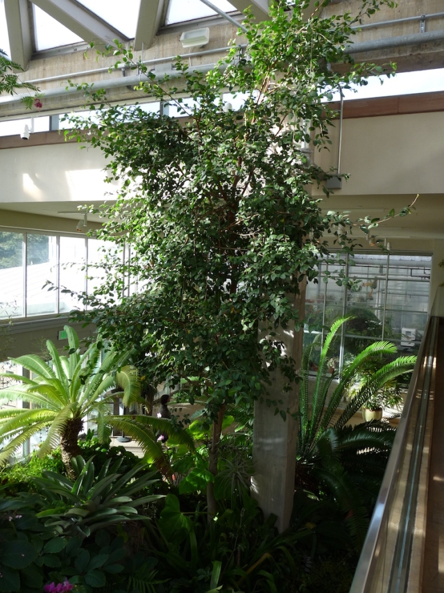 Ficus americana Ficus americana