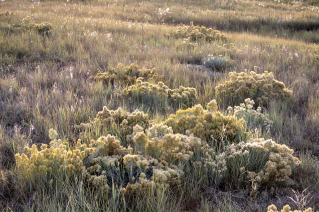 grass shrubs