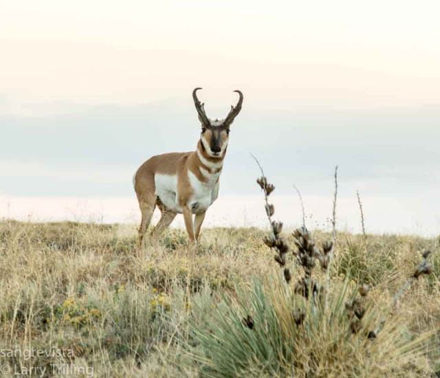 antelope at plains conservation center