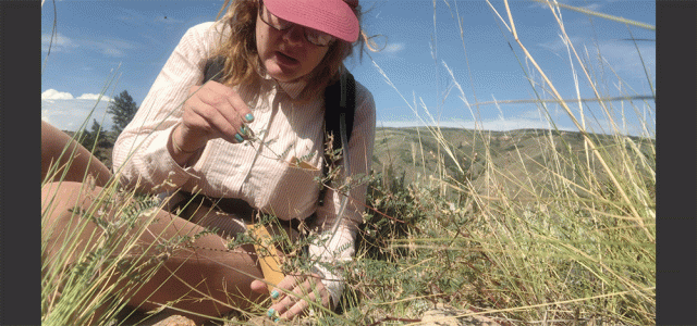 seedcollecting_gallery.jpg
