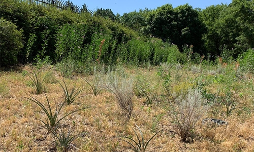 Hesperaloe Dasylirion Artemisia