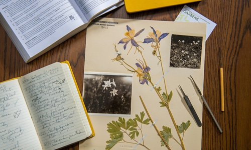 Aquilegia caerulea specimen