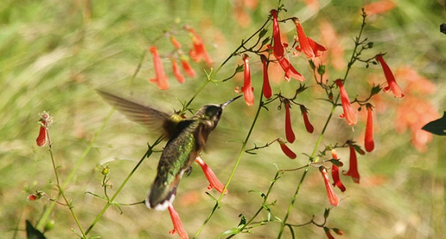 Penstemon rostriflorus with hummingbird