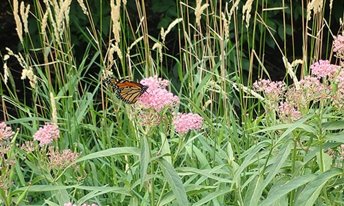 Monarch butterly