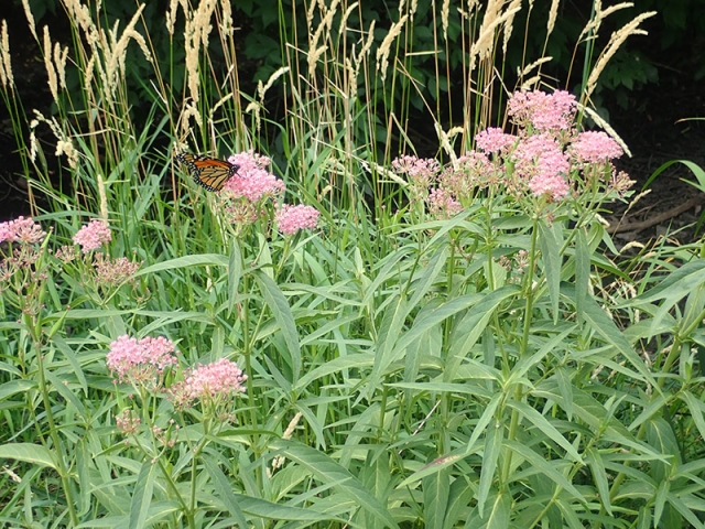 Monarch butterly
