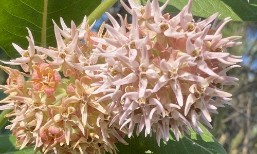 showy milkweed