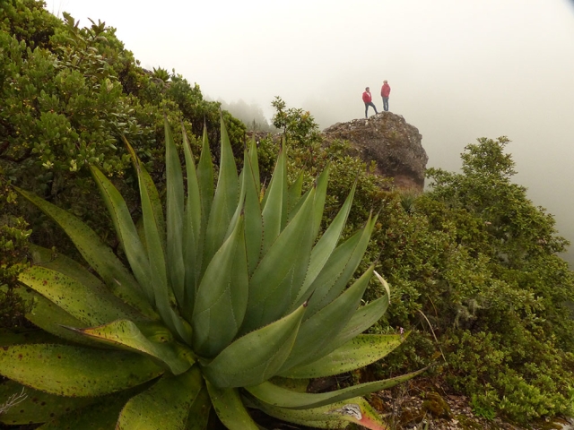 Agave sp.