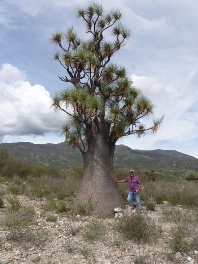 Beaucarnea gracilis