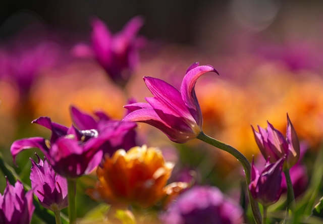 bulbs
