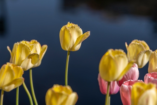 tulips