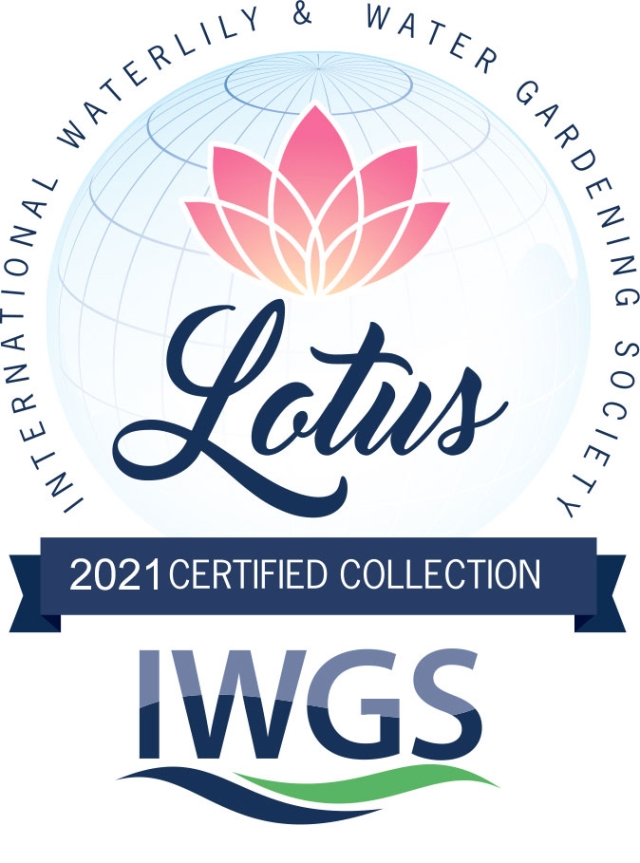 2021 IWGS Lotus Waterlily Award Lotus