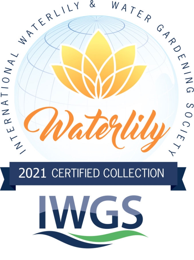 2021 IWGS Lotus Waterlily Award Waterlily