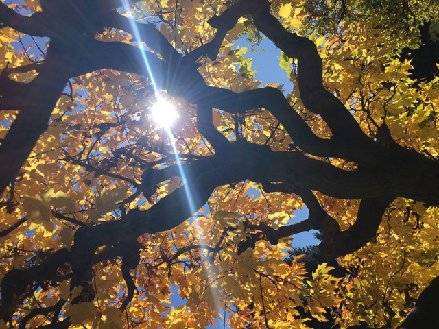 fall leaves
