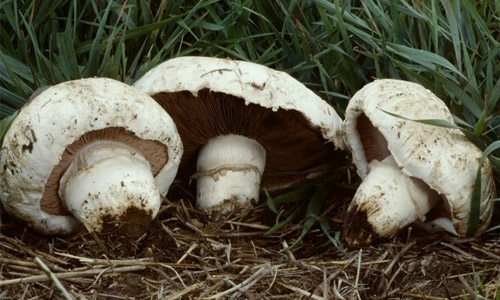 Agaricus bernardii