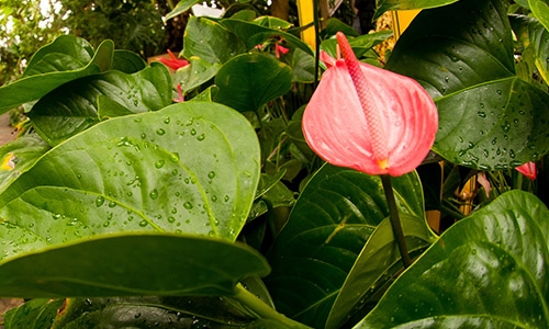 tropical houseplant
