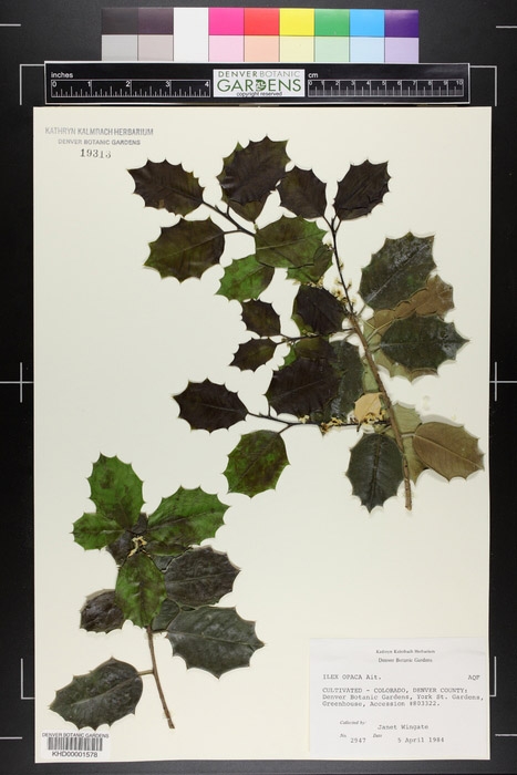 Ilex opaca American holly