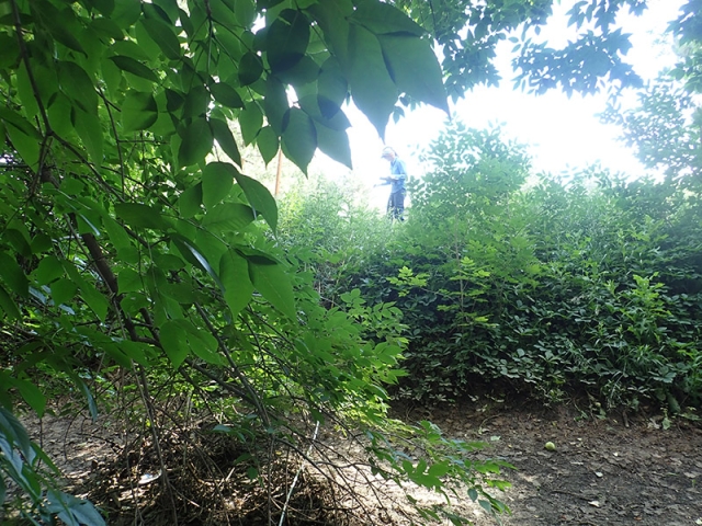 field survey