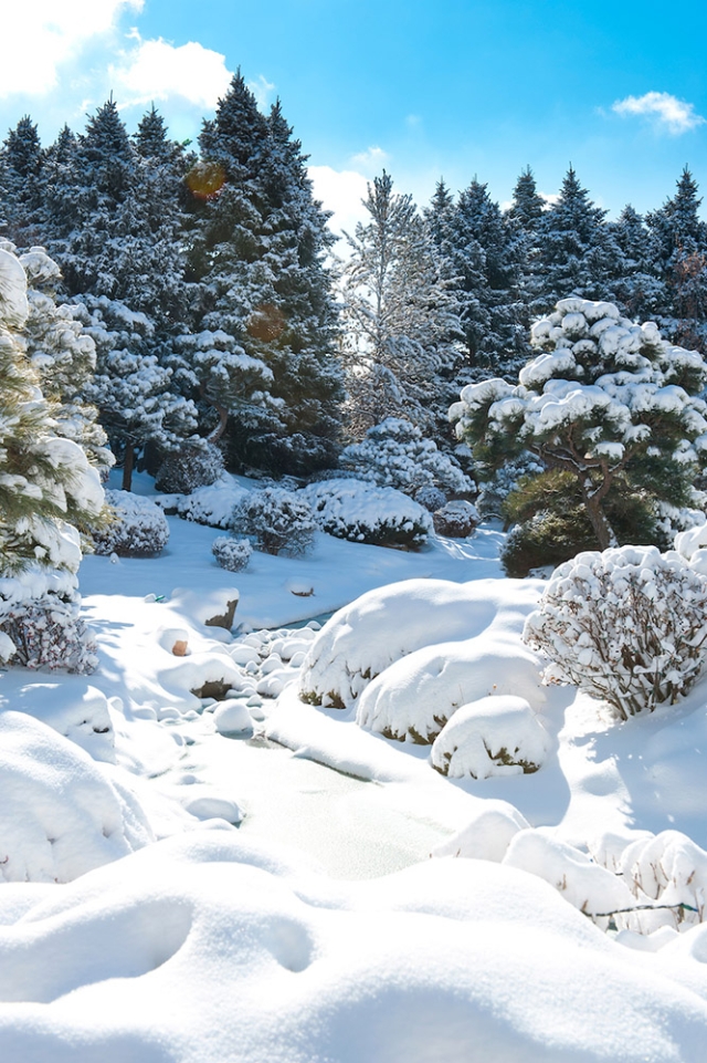 Japanese Garden