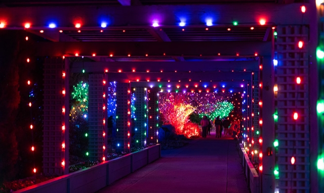 Blossoms of Light